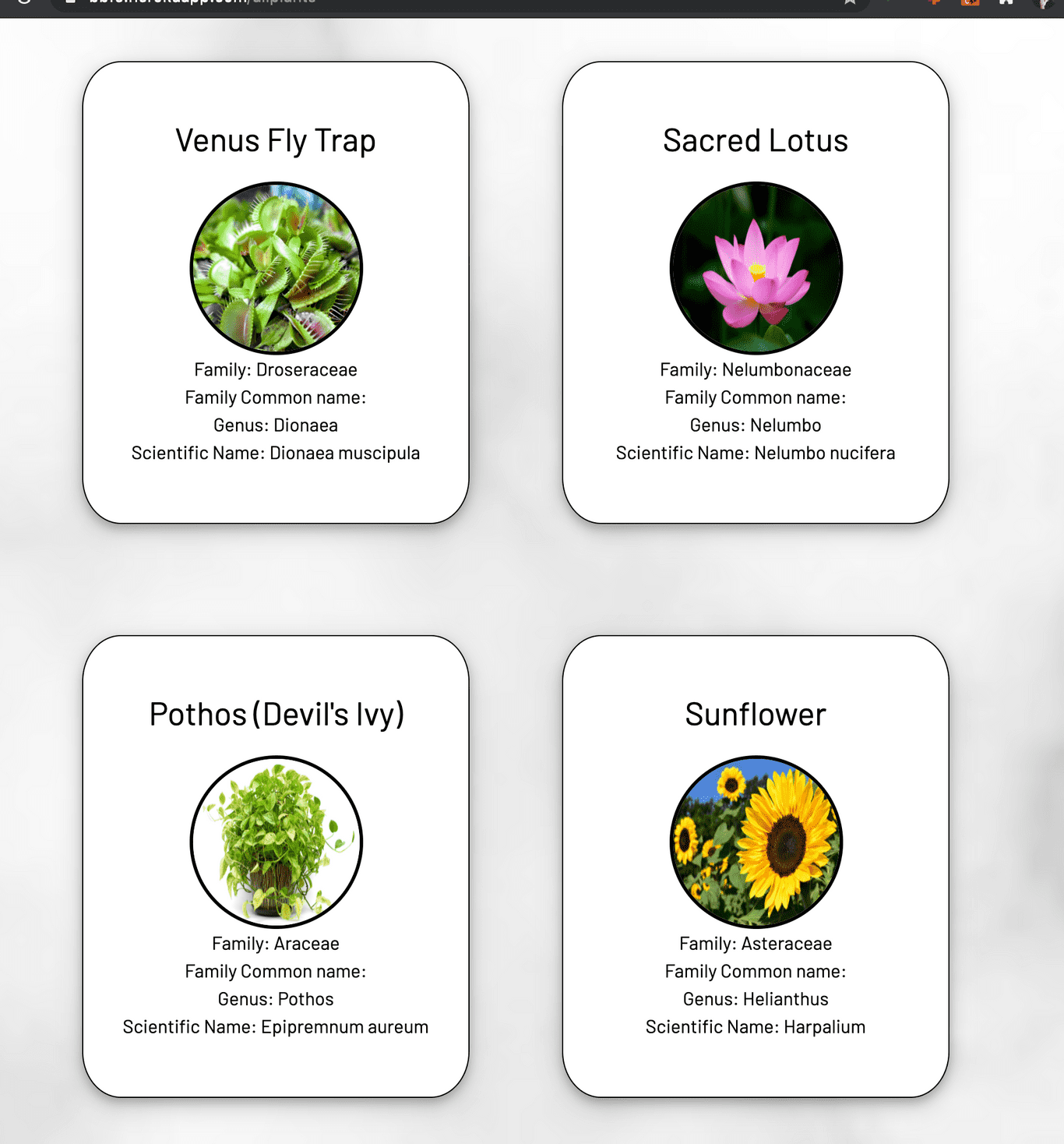 Botanical Babble